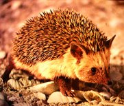 North African Hedgehog